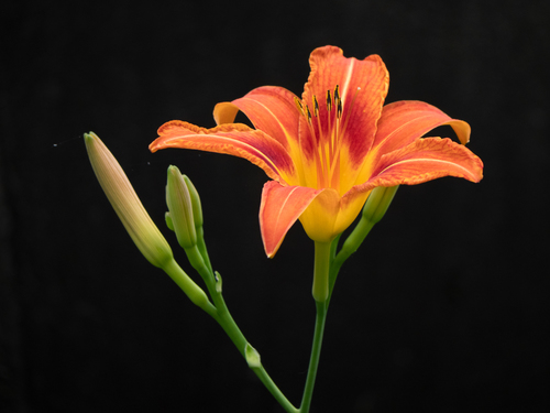 Hemerocallis fulva (Common day lily) — photo