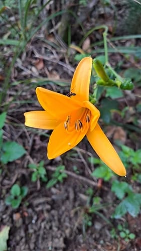 Hemerocallis hakuunensis — photo
