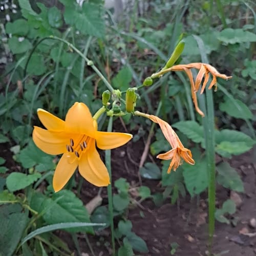 Hemerocallis hakuunensis — photo