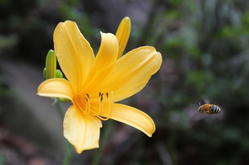 Hemerocallis hakuunensis