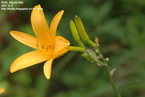 Hemerocallis lilioasphodelus (Yellow day lily) — photo