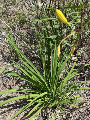 Hemerocallis lilioasphodelus (Yellow day lily) — photo