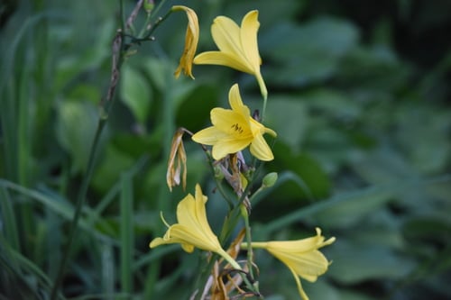 Hemerocallis lilioasphodelus