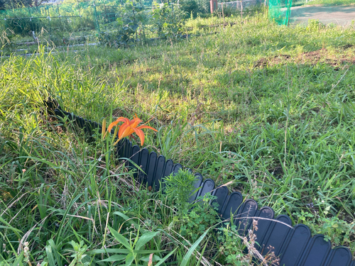 Hemerocallis littorea (Coastal day lily) — photo
