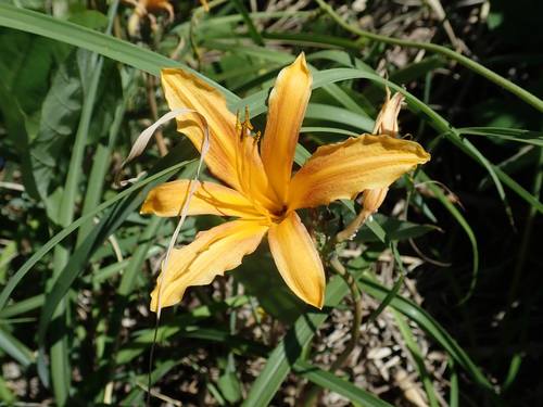 Hemerocallis littorea (Coastal day lily) — photo