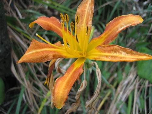 Hemerocallis littorea