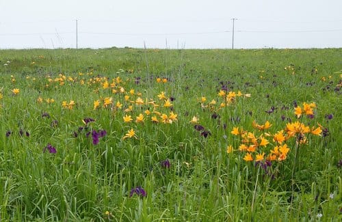 Hemerocallis middendorffii (Da bao xuan cao) — photo