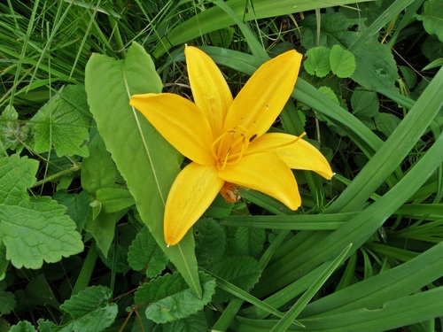 Hemerocallis middendorffii var. exaltata