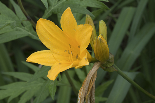 Hemerocallis middendorffii var. exaltata — photo