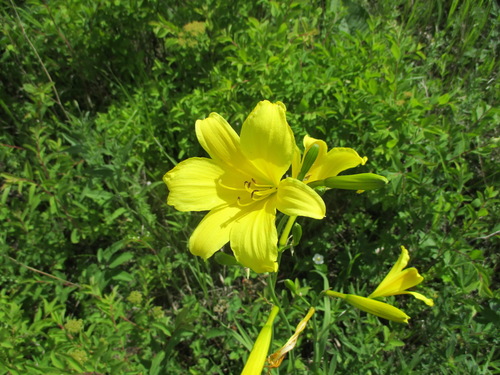Hemerocallis minor (Grassleaf day lily) — photo