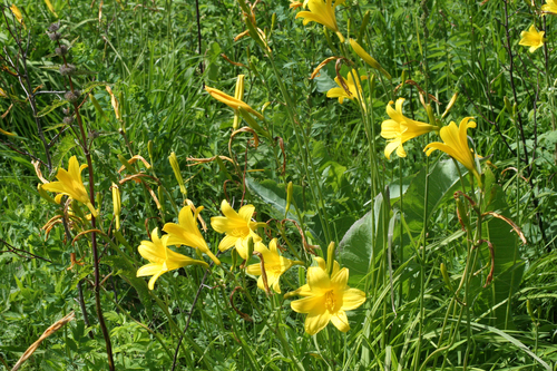 Hemerocallis minor (Grassleaf day lily) — photo