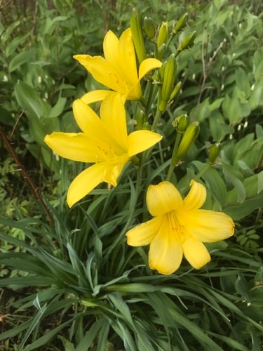 Hemerocallis minor