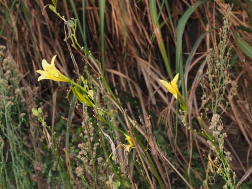 Hemerocallis multiflora (Duo hua zuan cao) — photo