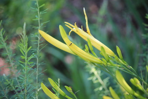 Hemerocallis multiflora