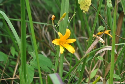 Hemerocallis plicata (Zhe ye xuan cao) — photo