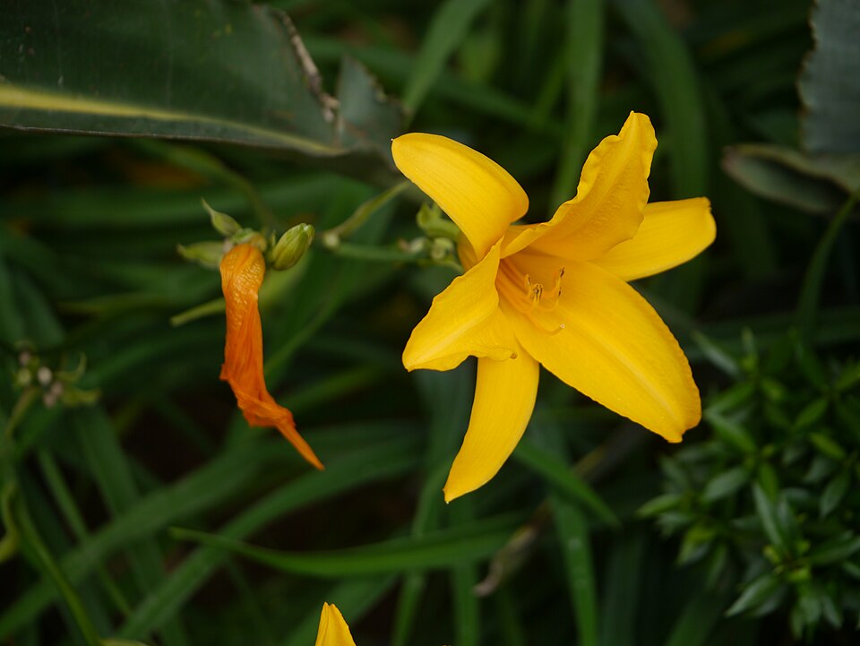 Hemerocallis species — photo