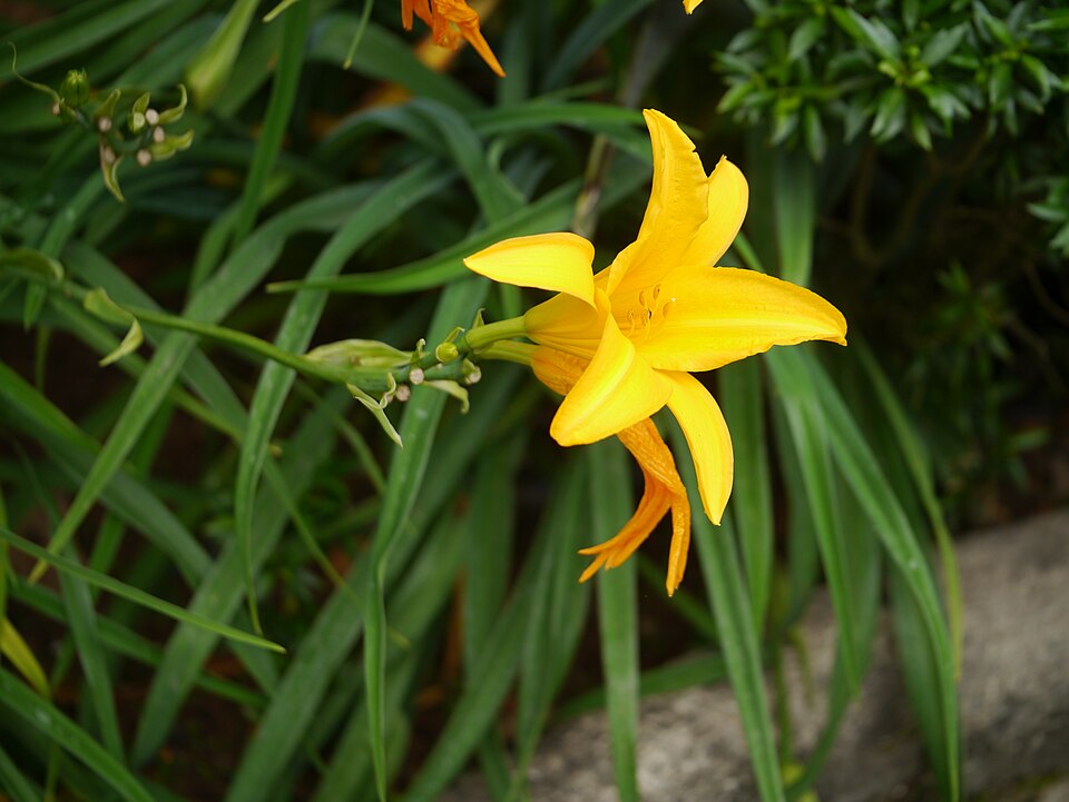 Hemerocallis species