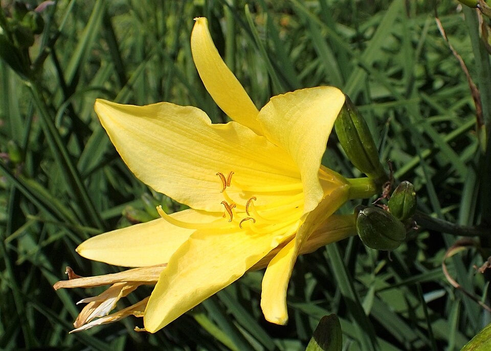 Hemerocallis thunbergii
