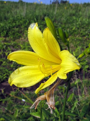 Hemerocallis yezoensis — photo