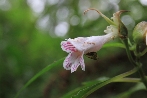 Hemiboea bicornuta — photo