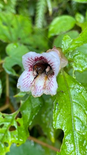Hemiboea bicornuta — photo