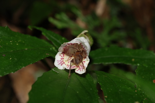 Hemiboea bicornuta