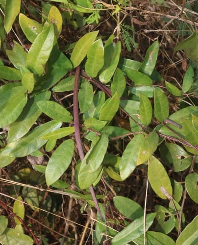 Hemidesmus indicus (Indian sarsaparilla) — photo