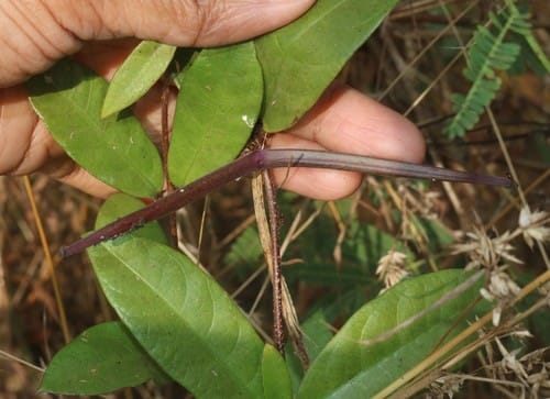 Hemidesmus indicus (Indian sarsaparilla) — photo