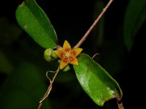 Hemidesmus indicus