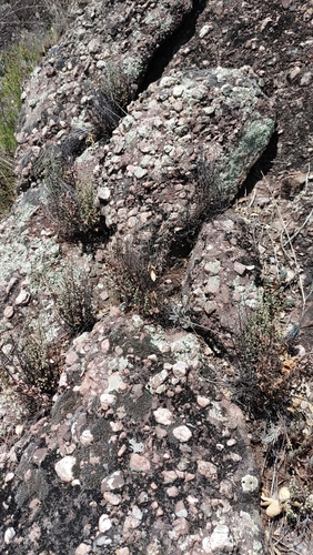Hemionitis calomelanos — photo