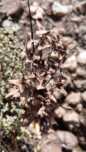 Hemionitis calomelanos — photo