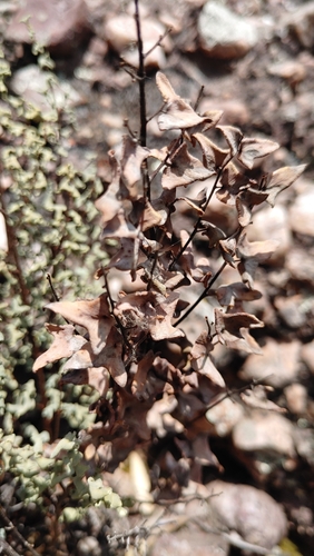 Hemionitis calomelanos