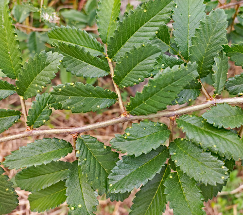 Hemiptelea davidii (Thorny elm) — photo