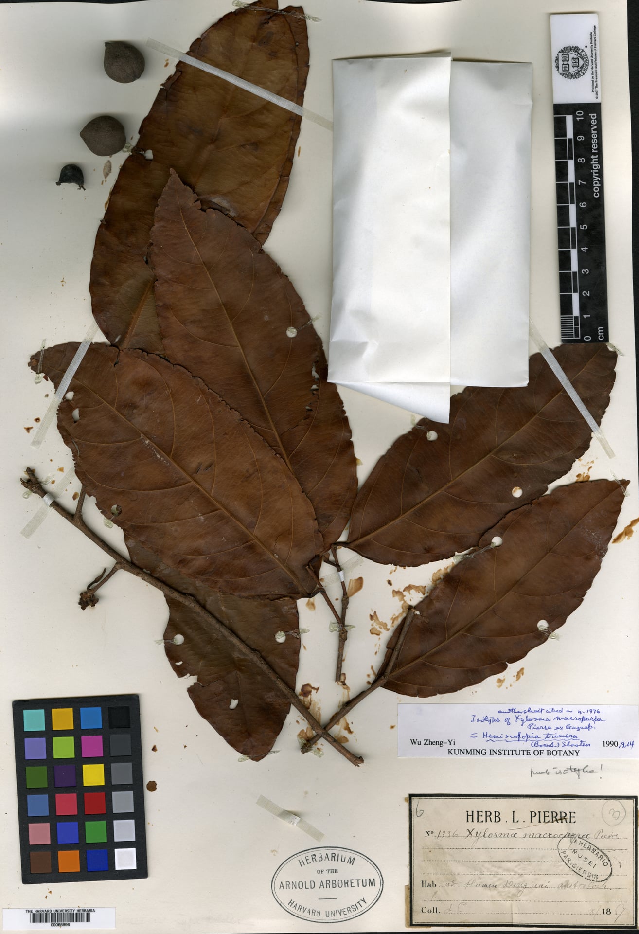 Hemiscolopia trimera — photo