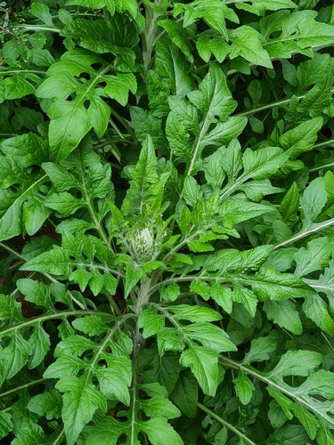 Hemistepta lyrata (Fox thistle) — photo