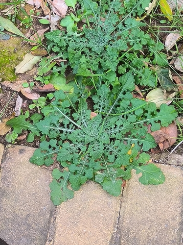 Hemisteptia lyrata (Early tartary potherb) — photo