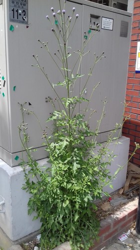 Hemisteptia lyrata (Early tartary potherb) — photo