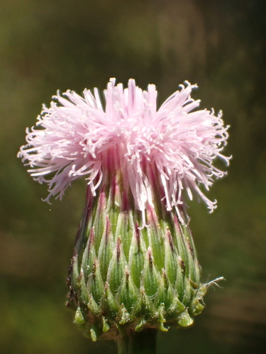 Hemisteptia lyrata