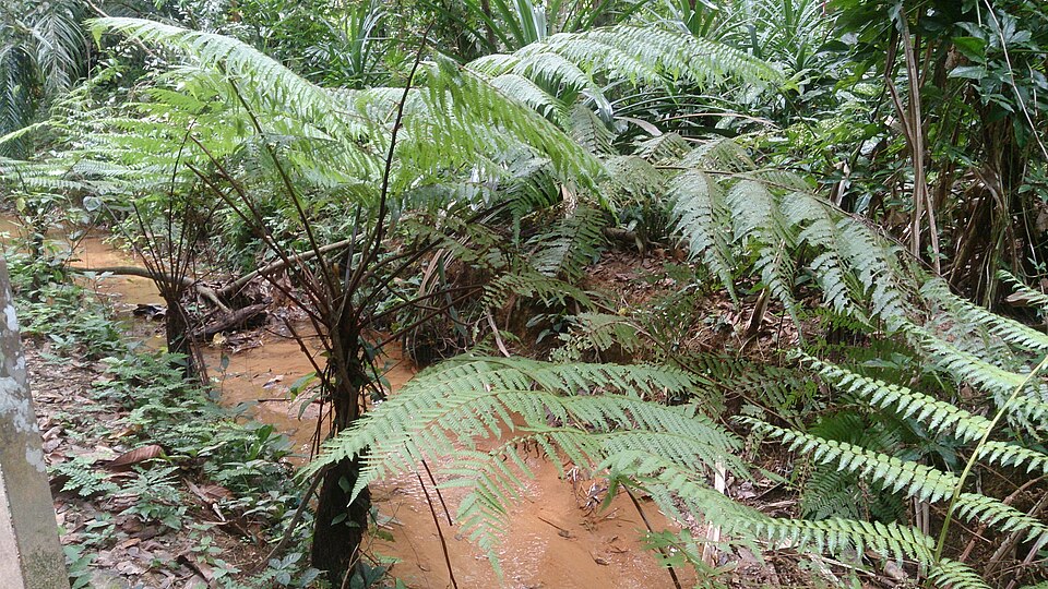 Hemitelia latebrosa