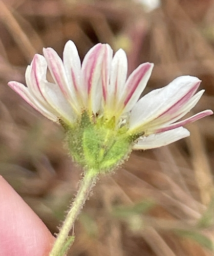 Hemizonia congesta (Hayfield tarweed) — photo