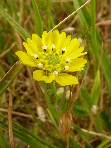 Hemizonia congesta (Hayfield tarweed) — photo