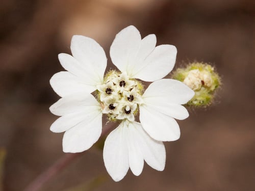 Hemizonia congesta