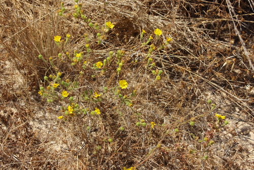 Hemizonia corymbosa (Coastal tarweed) — photo