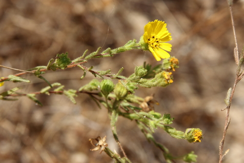 Hemizonia corymbosa (Coastal tarweed) — photo