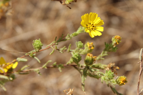 Hemizonia corymbosa
