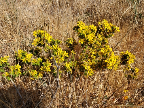Hemizonia fasciculata (Clustered tarweed) — photo
