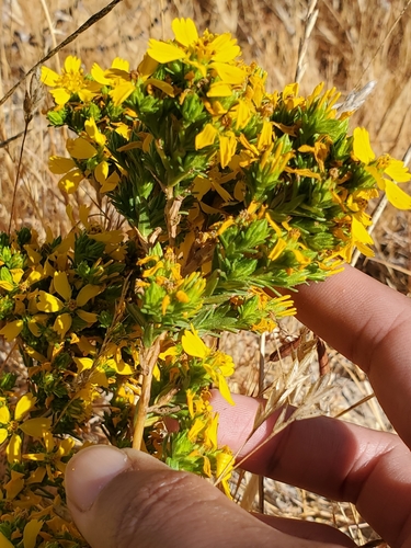 Hemizonia fasciculata (Clustered tarweed) — photo