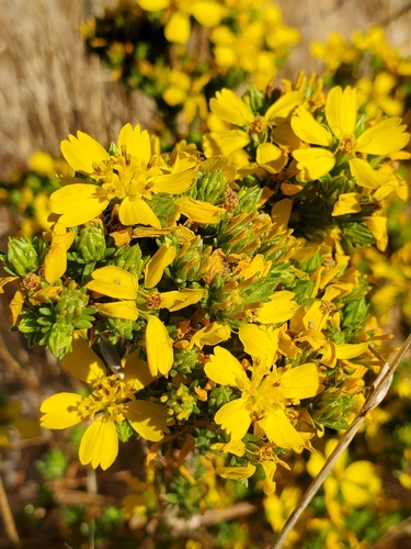 Hemizonia fasciculata
