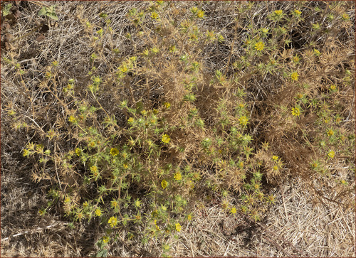 Hemizonia fitchii (Fitch's tarweed) — photo