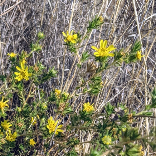 Hemizonia fitchii (Fitch's tarweed) — photo